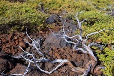 la palma caldera de taburiente dallarında kurutulmuş
