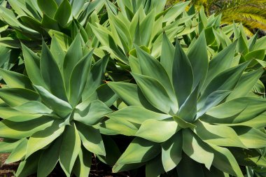 Agave attenuata kaktüs bitki Kanarya Adaları