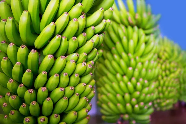 Kanarische Banane platano in la palma — Stockfoto