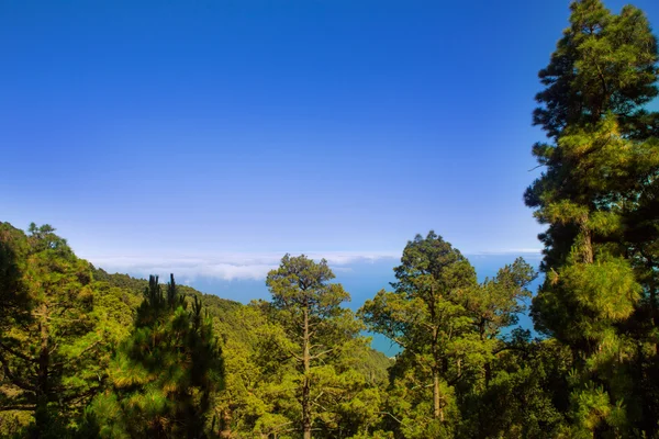 カナリア パインズ ラ ・ パルマ島カルデラ デ タブリエンテで — ストック写真