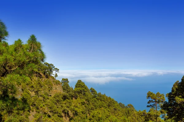 金丝雀松拉帕尔马在破火山口德连 — 图库照片