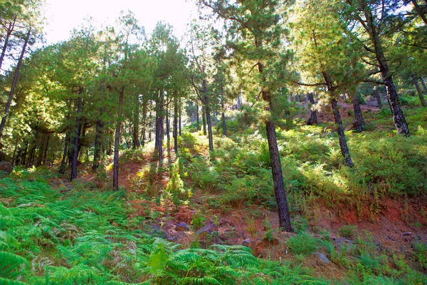 Canary Pines La Palma in Caldera de Taburiente — Stock Photo, Image