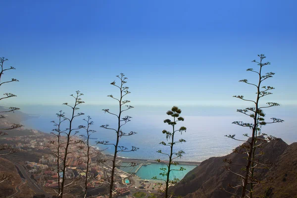 Vista aérea Santa cruz de la Palma con agave — Foto de Stock