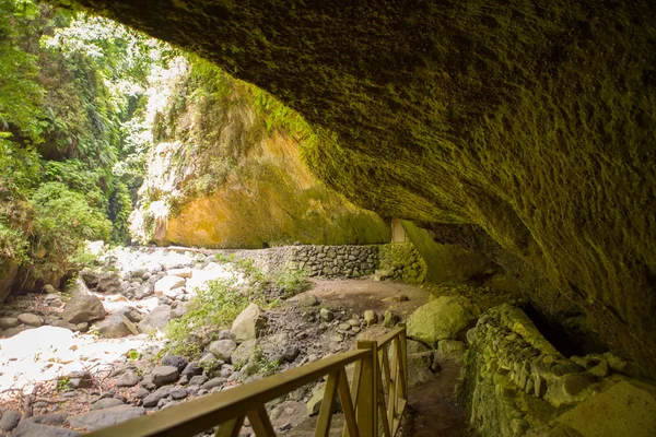 Los Tilos Laurisilva in La Palma laurel forest — Stock Photo, Image