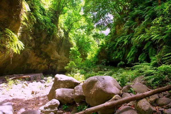 Los Tilos Laurisilva en el bosque de laurel de La Palma —  Fotos de Stock