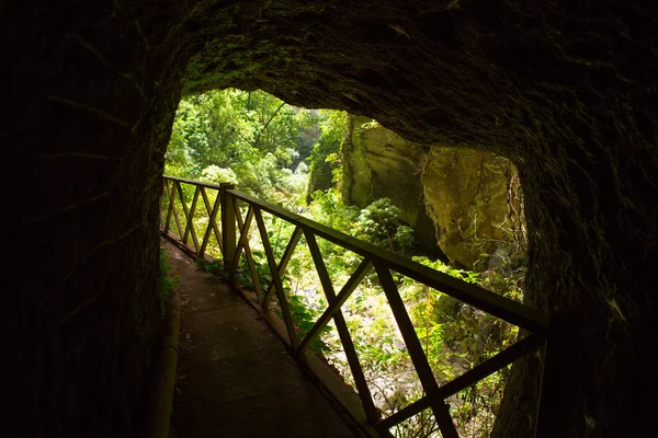 Los Tilos Laurisilva in La Palma laurel forest — Stock Photo, Image