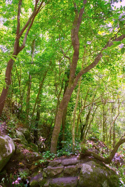 Los Tilos Laurisilva in La Palma laurel forest — Stock Photo, Image