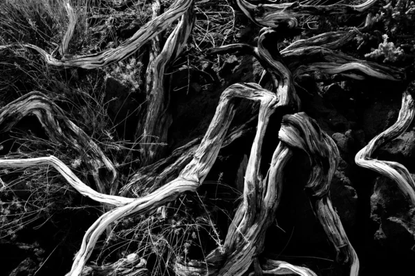 Dried branches in La palma Caldera de Taburiente — Stock Photo, Image