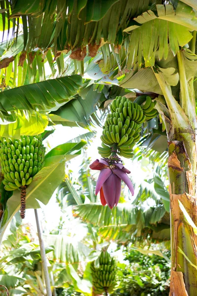 Piantagione di banane delle Canarie Platano a La Palma — Foto Stock