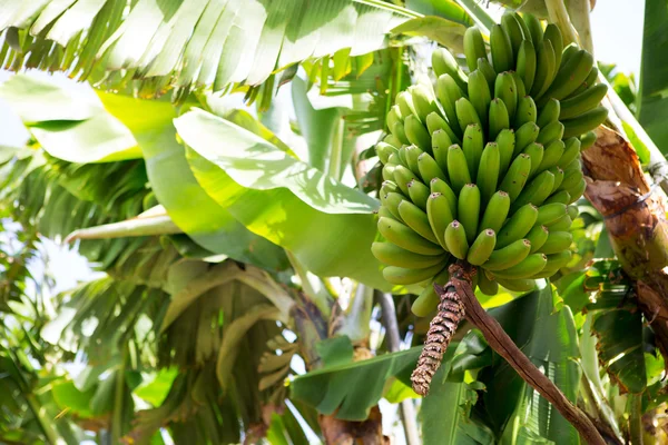 Kanarische Bananenplantage platano in la palma — Stockfoto