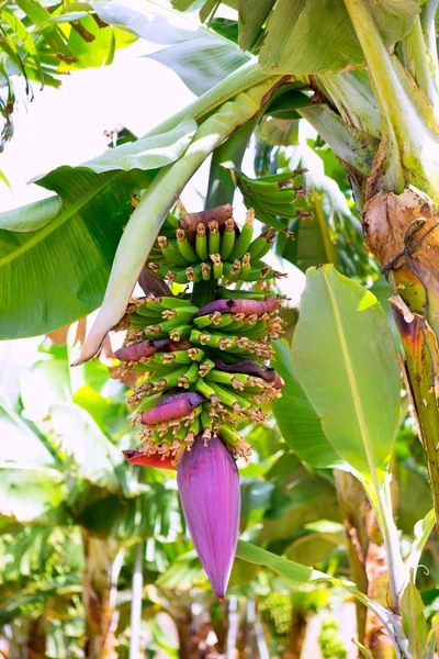 在 la palma 嫩黄香蕉种植园普拉塔诺 — 图库照片