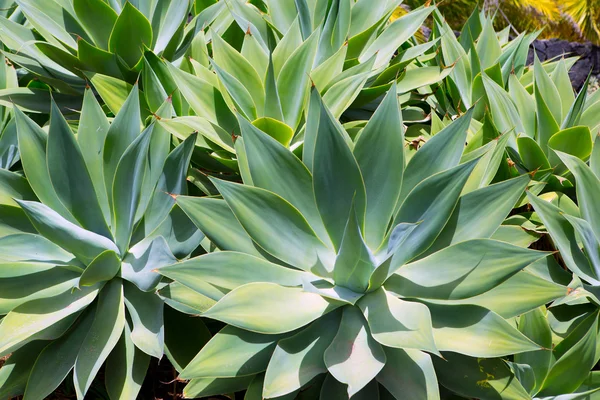 Agave Attenuata planta cacto das Ilhas Canárias — Fotografia de Stock