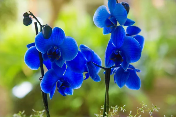 Orquídea falaenopsis azul flores bonitas — Fotografia de Stock