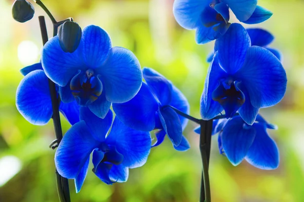 Orquídea falaenopsis azul flores bonitas — Fotografia de Stock