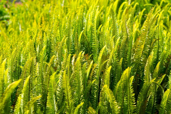 Fern Eğrelti otu bitki kanaryalar — Stok fotoğraf