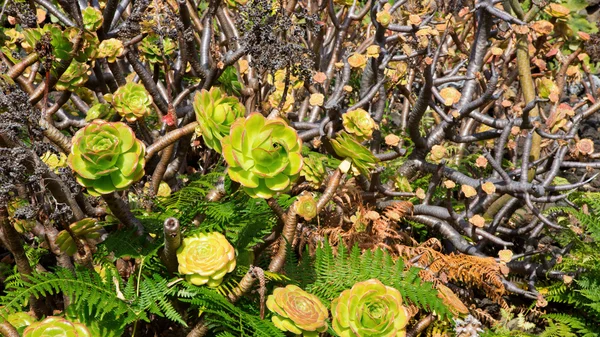 Aeonium canariense Verode kaktus kasvi — kuvapankkivalokuva