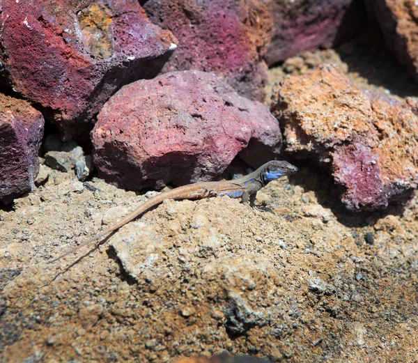 La Palma типичная ящерица Tizon Gallotia galloti palmae — стоковое фото