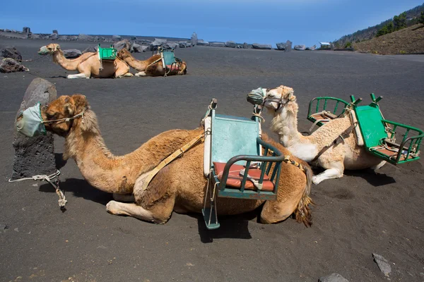 Camelos em San antonio Vulcão de La Palma — Fotografia de Stock