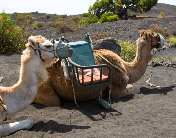 Kamelen in san antonio vulkaan van la palma — Stockfoto