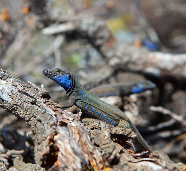 La Palma typical lizard Tizon Gallotia galloti palmae — Stock Photo, Image