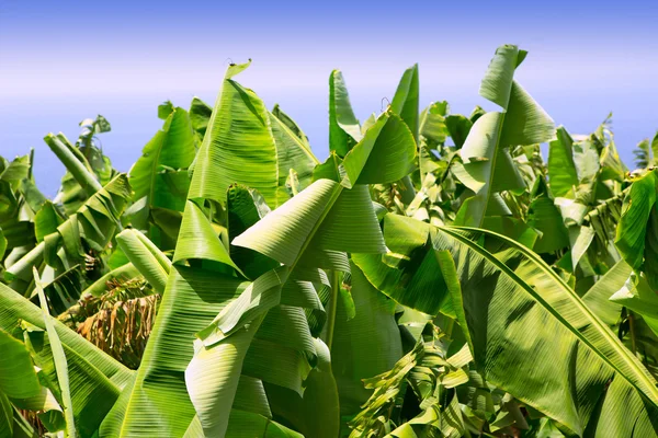 Piantagione di banane delle Canarie Platano a La Palma — Foto Stock