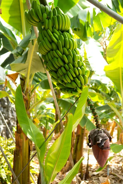 Piantagione di banane delle Canarie Platano a La Palma — Foto Stock