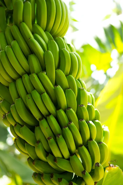 在 la palma 嫩黄香蕉种植园普拉塔诺 — 图库照片