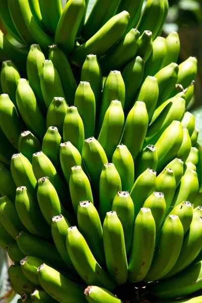 Kanarische Bananenplantage platano in la palma — Stockfoto