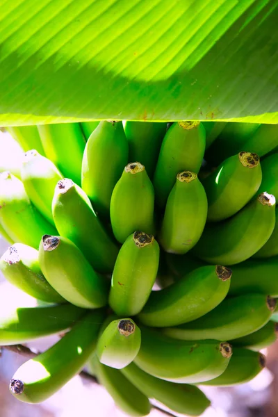 Platano plantacji bananów Wysp Kanaryjskich w la palma — Zdjęcie stockowe