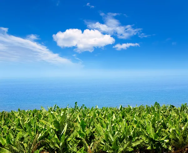 Banana plantation near the ocean in La Palma — Stock Photo, Image