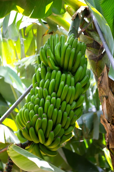 Plantación de plátano canario Platano en La Palma —  Fotos de Stock