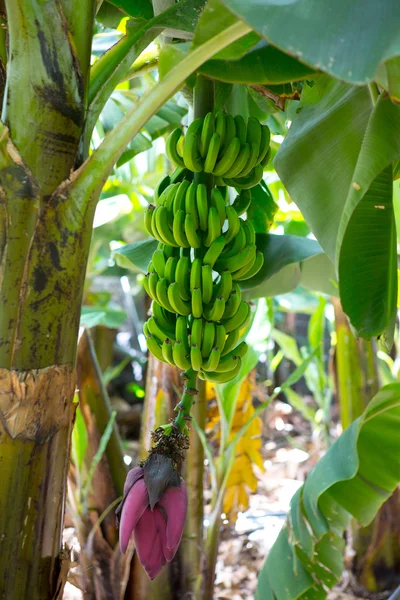 Kanári-szigeteki Banana ültetvény Platano La Palma — Stock Fotó