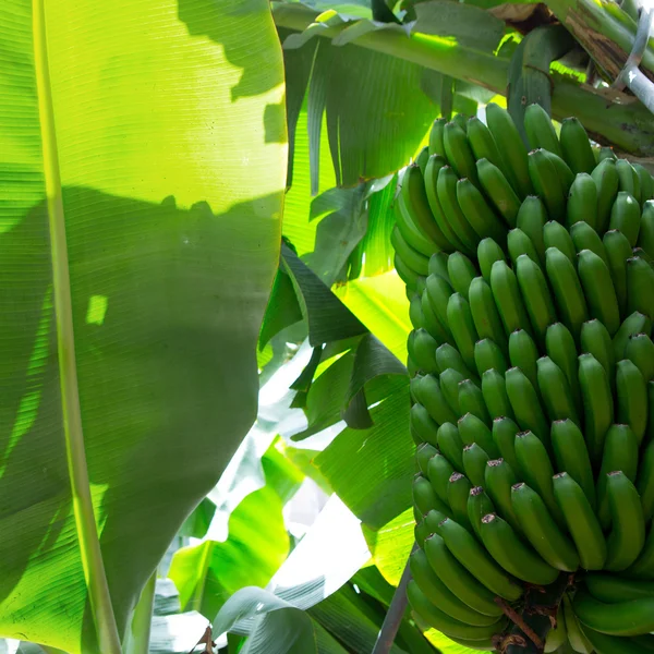 在 la palma 嫩黄香蕉种植园普拉塔诺 — 图库照片