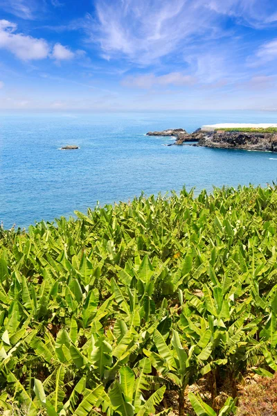 Bananeraie près de l'océan à La Palma — Photo