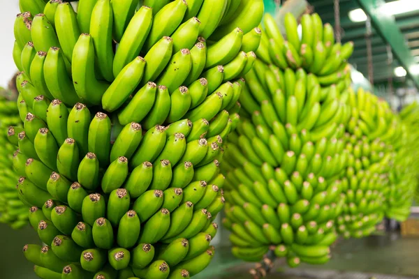 Kanarische Banane platano in la palma — Stockfoto