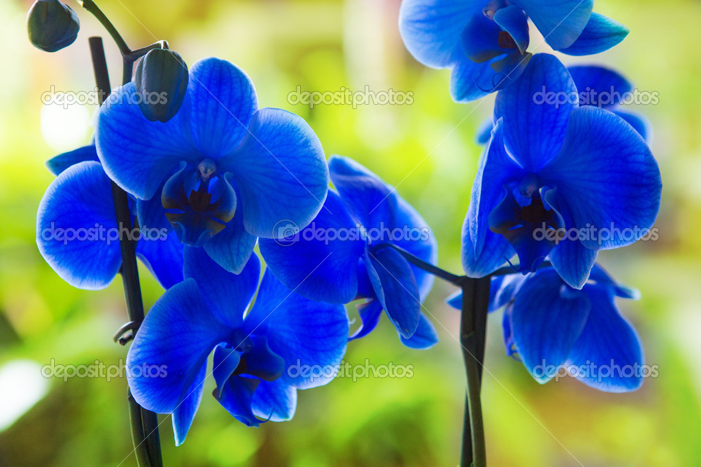 depositphotos_13305261-stock-photo-blue-