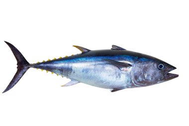 Bluefin tuna really fresh isolated on white clipart