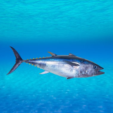 mavi yüzgeçli orkinos thunnus thynnus sualtı
