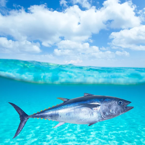 Blauwvintonijn thunnus thynnus onderwater — Stockfoto