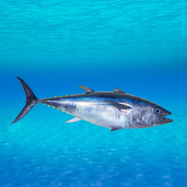 Tuňák obecný thunnus thynnus pod vodou — Stock fotografie