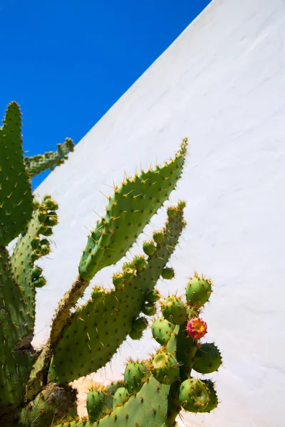 Chumbera nopal frutos de pêra espinhosa — Fotografia de Stock