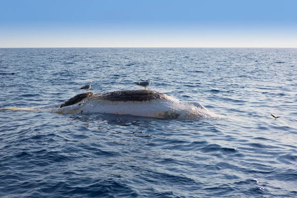 Mrtvá velryba vzhůru nohama plovoucí v moři oceánu — Stock fotografie