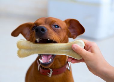 kahverengi pinscher köpek kemiği ile oynama