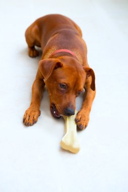 browin mini pinscher köpek kemik beslenme