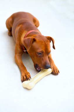 browin mini pinscher köpek kemik beslenme
