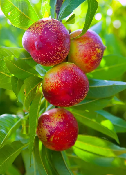 Kırmızı renk ile bir ağacın meyve kuru soğan — Stok fotoğraf