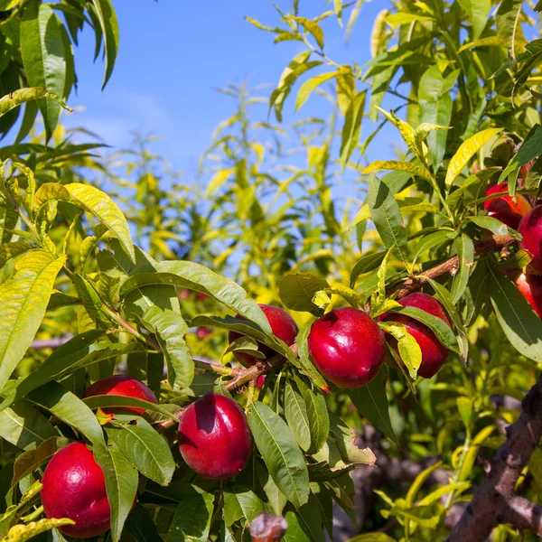 Frutos de nectarina en un árbol de color rojo —  Fotos de Stock