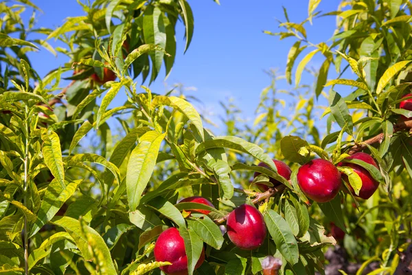 色の赤で木にネクタリンの果実 — ストック写真