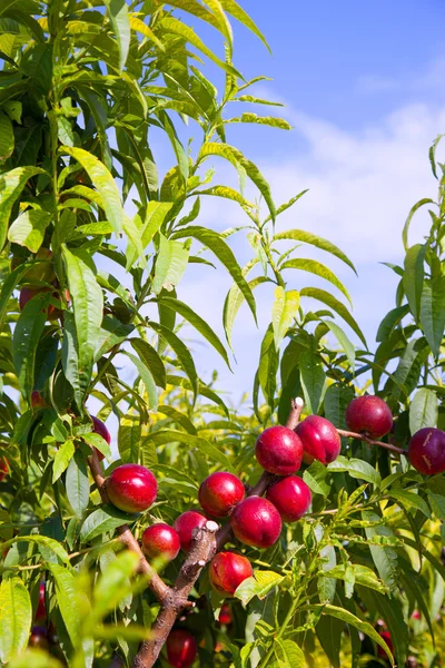Frutos de nectarina em uma árvore com cor vermelha — Fotografia de Stock