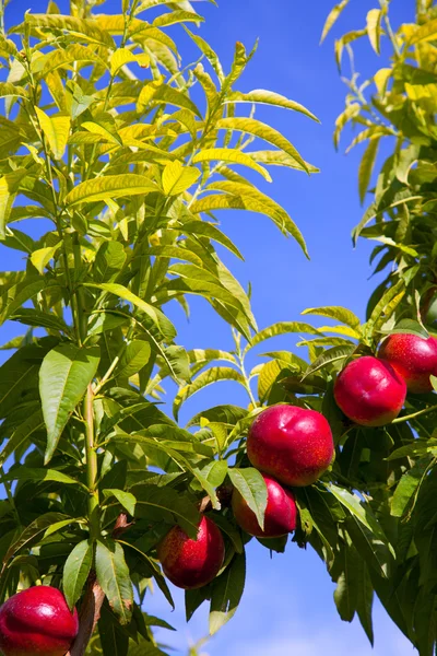 Frutta di nettarina su un albero con colore rosso — Foto Stock